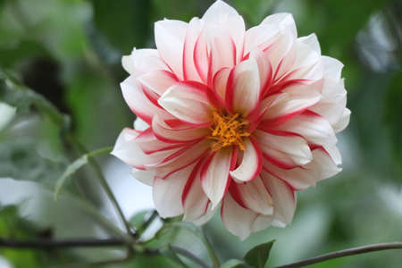 Big beautiful dahlia flower with mix white and red color on bright day at the flower gardenの写真素材