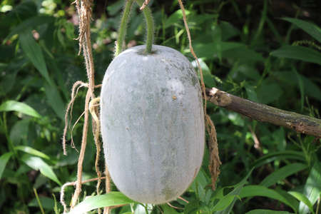 Ash Gourd also called Benincasa hispida, the wax gourd, winter gourd, tallow gourd, ash pumpkin, winter melon hanging in backyardの写真素材