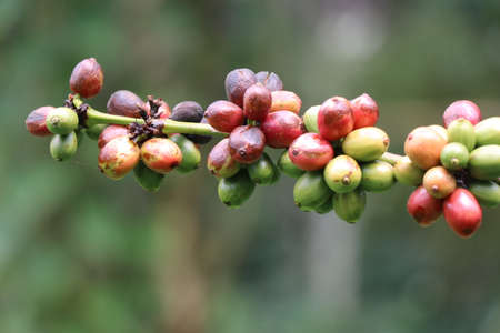 Robusta Coffee berries close-up. Ripe and green coffee beans of robustaの写真素材