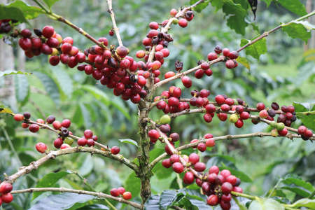 Ripen coffea arabica berries close up. Arabica coffee beans ready to harvestの写真素材