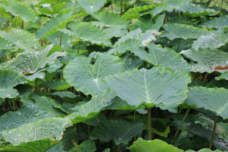 Elephant ears plant grown on swamp forming natural leaf patternの写真素材