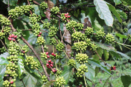 Robusta coffee plant with branch full of green coffee on nature backgroundの写真素材