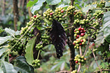 Branch full of robutsa coffee cherry. Robusta green coffee beans close-upの写真素材