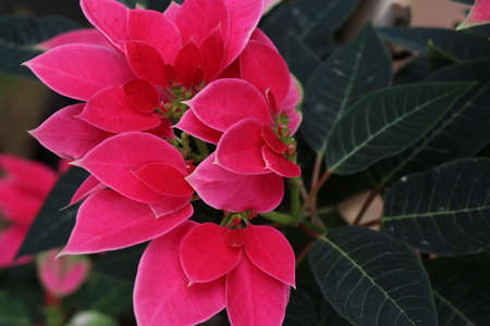 Christmas flower also called by names poinsettia, Euphorbia Pulcherrima with space for copy textの写真素材
