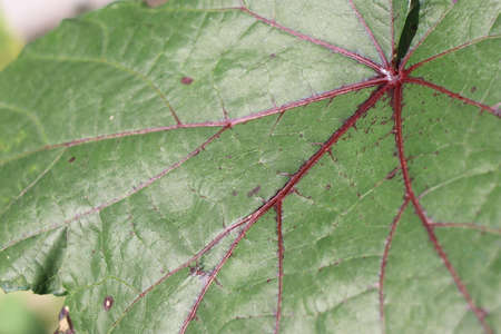 Lady fingers plant with big leaves. Okra plant which is hybrid type close upの写真素材