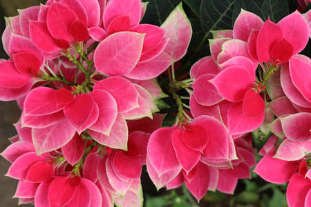Christmas flower also called by names poinsettia in a flower garden which is a decorative plantの写真素材
