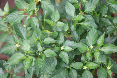 Bird eye chilli plant with flowers also called as bird chilli which is very spicyの写真素材