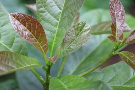 Close up of fresh avocado plant leaves which is grown in gardenの写真素材