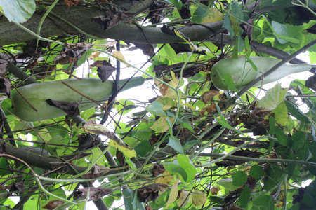 Calabash also called as Lagenaria siceraria, white-flowered gourd or bottle gourd hanging on plant grown in home gardenの写真素材