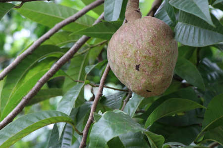 Ramphal fruit bearing plant with closeup of fruit this is also called by names bullock's heart,annona reticulata or Wild sweetsopの写真素材
