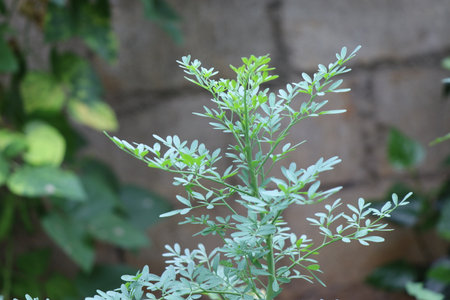 Narvisa or ruta graveolens which is aromatic plant having medicinal properties grown in house backyardの写真素材