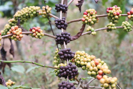 Dry and unripe coffee berries on robusta coffee plant branchの写真素材