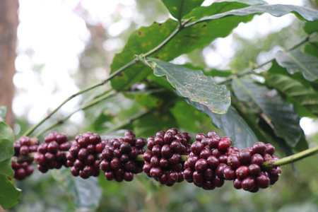 Ripen dark red robusta coffee berries on branches without any leavesの写真素材