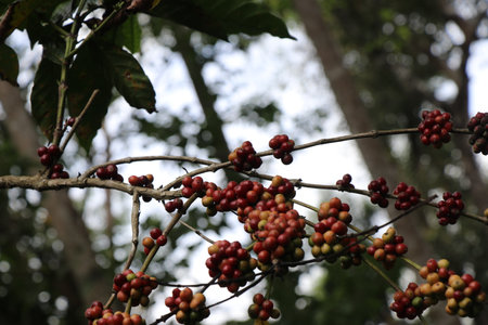 Robusta coffee beans closeup on nature backgroundの写真素材
