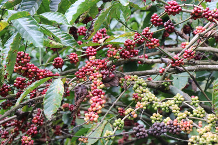Ripe and unripe coffee berries on robusta coffee branches. Branch full of robusta berriesの写真素材