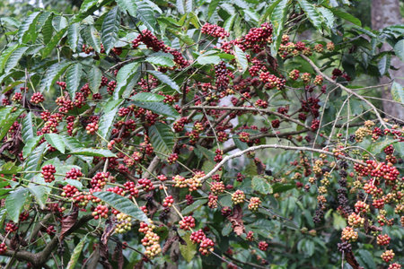 Ripe and unripe coffee beans in coffee plant. Robusta coffee berries in coffee plantationの写真素材