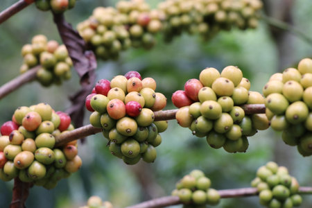 Closeup of Coffee berry on robusta plant branchesの写真素材