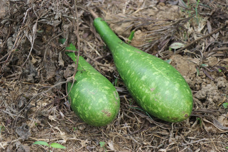 Bottle gourd called by names calabash fallen on ground. bottle gourd grown on home garden which is healthy organic vegetableの写真素材