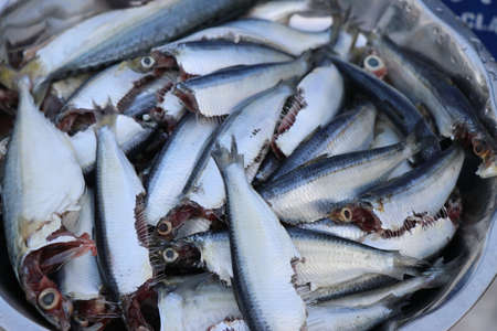 Sardine and Mackerel fish cleaned and kept in vessel for cooking. Fresh mackerel and sardine fish ready to be cookedの写真素材