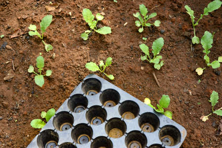 Seedling planted after removing sprouts from germination tray which is metaphor to smart agriculture conceptの写真素材