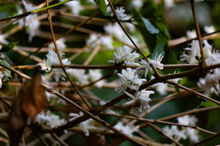 Arabica coffee flowers which looks young and fresh after early blooming stage on nature backgroundの写真素材