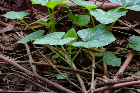 Beautiful and fresh pumpkin plant growing on home gardenの写真素材