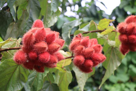 Urucum or Achiote tree with Red fruits growth on plant ready to harvest, Bixa Orellana or annatto in a groupの写真素材