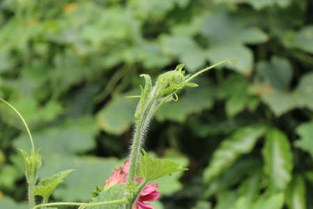Bunch of ripen Robusta coffee ready to be harvested on an Organic coffee plantationの写真素材