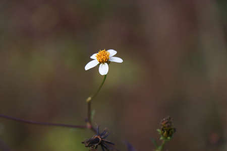 Beggarticks flower in blooming stage isolated on nature background. Beggar ticks are also known as...