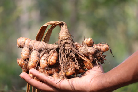 Turmeric which is freshly pulled out from soil along with dry plant held in the hand, Turmeric for skin care, medicine and as a food coloringの写真素材
