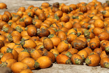 Sun-drying freshly harvested areca nut or betel nut palm or sometimes called as chewing nut