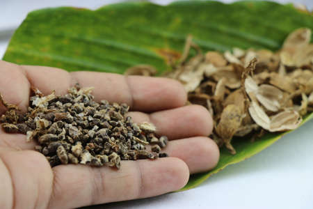 Cardamom seeds are held in hand with peeled pods on its background