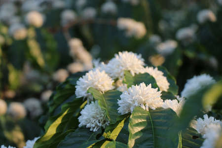 Fresh white flowers of robusta coffee on a coffee plantation from India