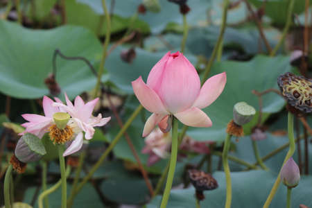 Lotus flower on blooming stage and after blossom stage on a single frame, Pink lotus pond sceneryの写真素材