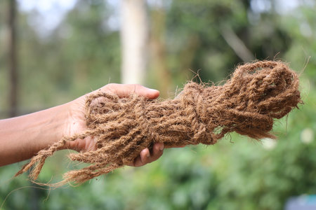 Coir rope made from coconut fibers held in the hand