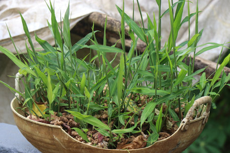 Very old basket with gingers growing. Home garden with fresh ginger plants grown on an old basketの写真素材