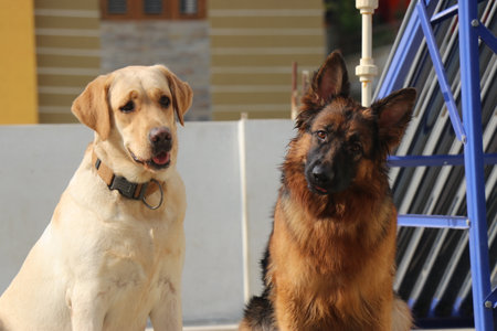 German shepherd and dog sitting together on outdoor with natural backgroundの写真素材