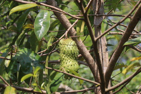 Soursop plant with fruit with a natural background. Soursop fruit is known for its high medicinal propertiesの写真素材