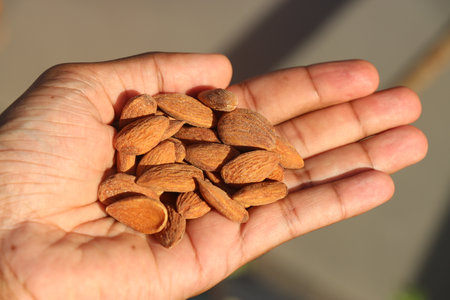 Handful of almonds known by other name as badam held in the hand. Pile of almonds in the hand...
