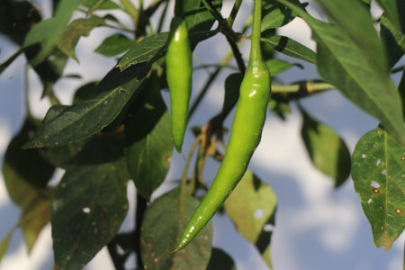 View of green chili growing on home vegetable garden exposed to sunlight growing on its plantの写真素材