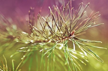 Macro background. Natureの写真素材