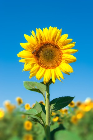 Landscape with sunflower. Spring is comingの写真素材