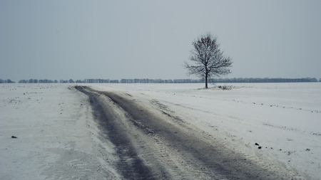 Road and lonely tree in gloomy winterの写真素材