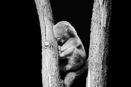 sleeping Koala in black and whiteの写真素材
