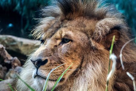 Portrait of a lionの写真素材