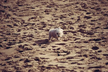 Little white dog runing on the sandの写真素材