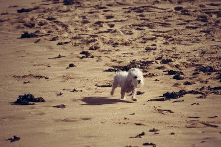 Little crazy dog playing on the sandの写真素材