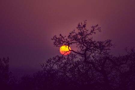 Sun behind a treeの写真素材