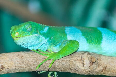 green lizard resting on a treeの写真素材