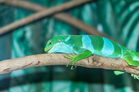 green lizard resting on a tree